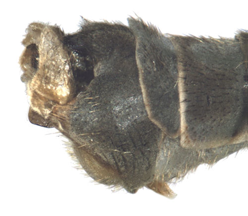 Tipula coerulescens male lateral