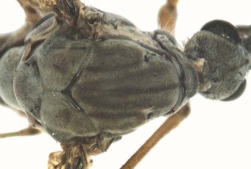 Tipula coerulescens selkä