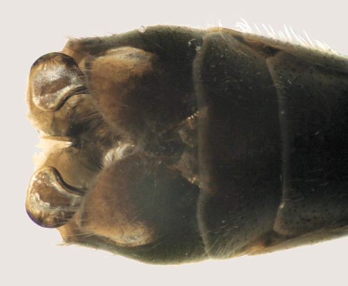 Tipula coerulescens male ventral