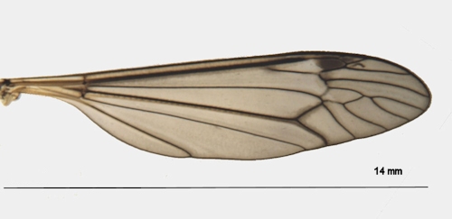 Tipula coerulescens wing