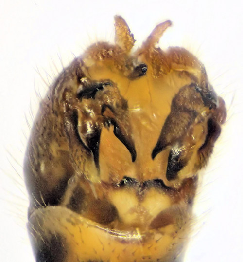 Tipula confusa dorsal