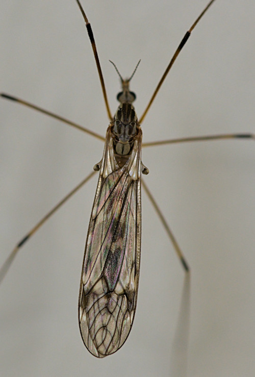 Tipula confusa female