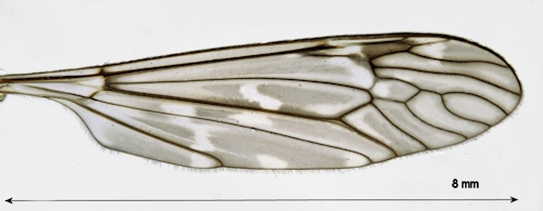 Tipula confusa wing