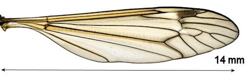 Tipula couckei wing