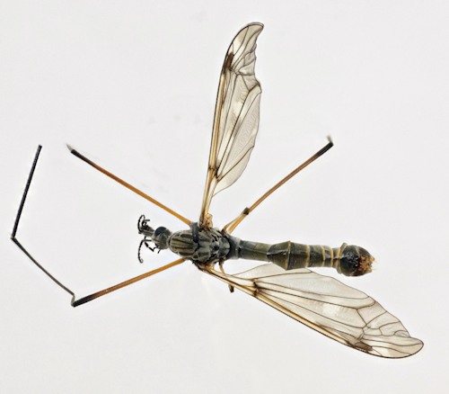 Tipula crassicornis