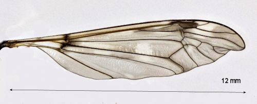 Tipula crassicornis wing
