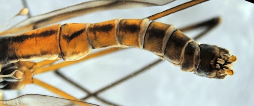 Tipula crassiventris body