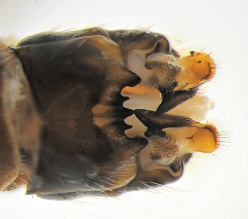 Tipula crassiventris dorsal