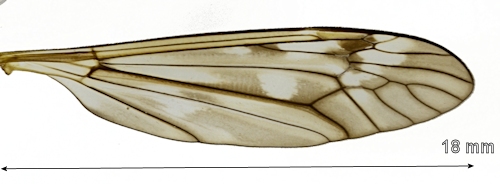Tipula crassiventris  wing