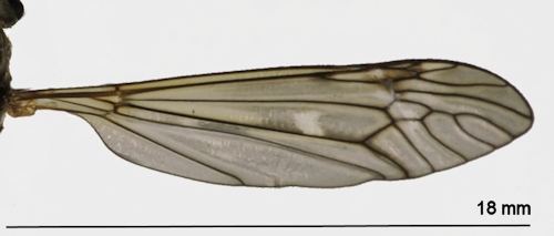 Tipula excisa wing