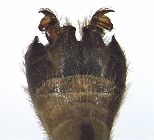 Tipula fascipennis dorsal