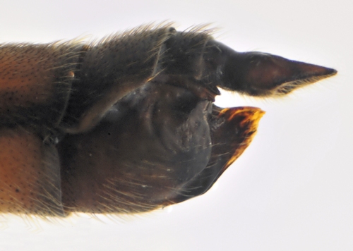 Tipula fascipennis female lateral