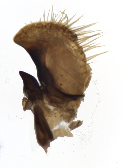 Tipula fascipennis gonostylus