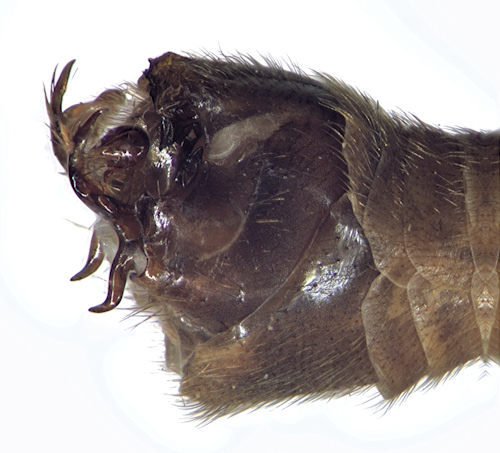 Tipula fascipennis lateral