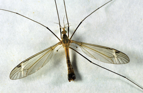 Tipula fascipennis