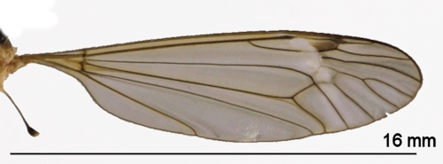 Tipula fascipennis wing