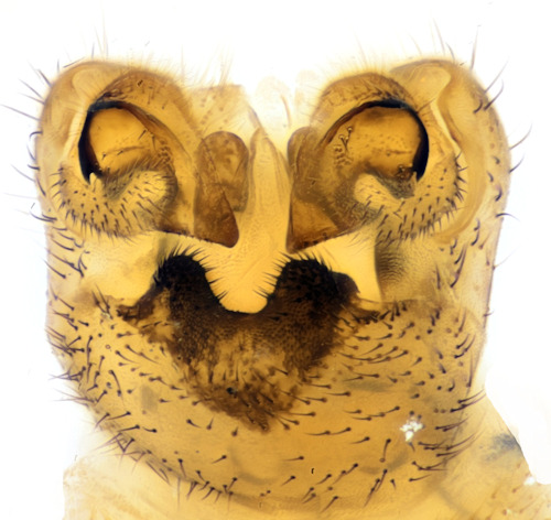 Tipula fendleri dorsal