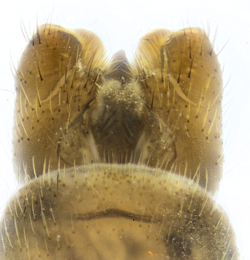 Tipula fendleri ventral