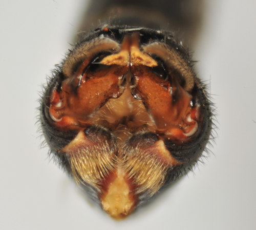 Tipula fulvipennis caudal
