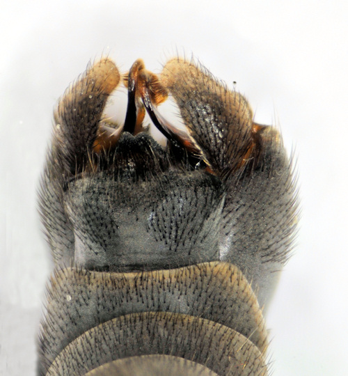 Tipula fulvipennis dorsal