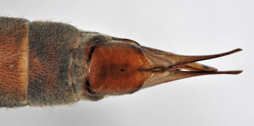 Tipula fulvipennis female dorsal