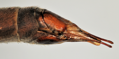 Tipula fulvipennis female lateral