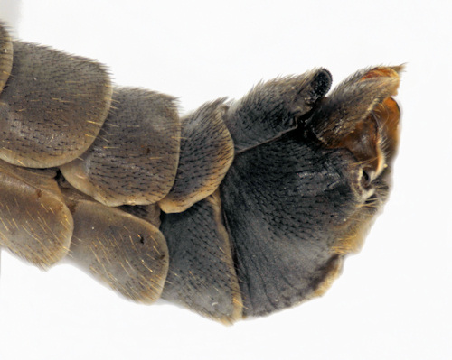 Tipula fulvipennis lateral
