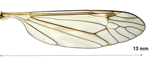 Tipula gimmerthali wing
