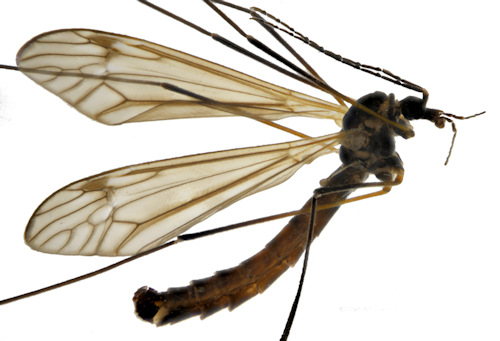 Tipula grisescens