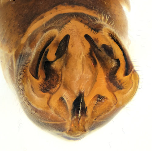 Tipula grisescens caudal
