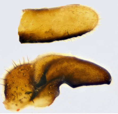 Tipula grisescens gonostylus