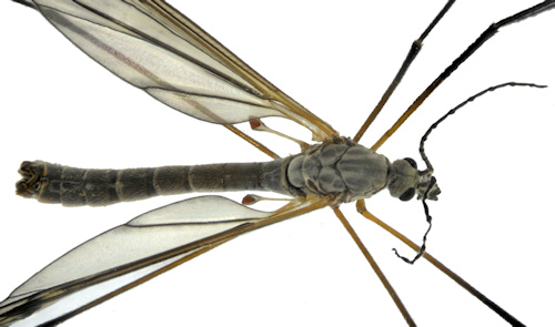 Tipula grisescens