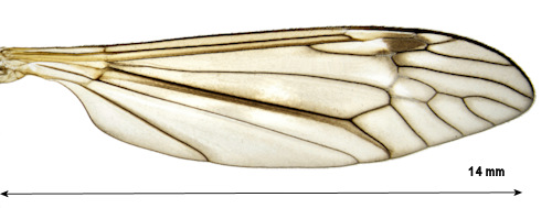 Tipula grisescens wing