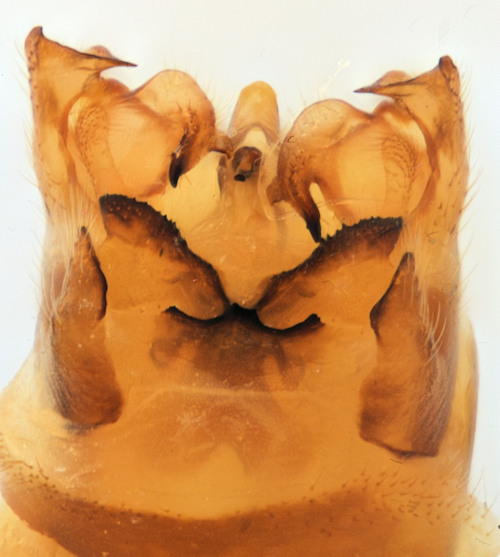 Tipula hortorum dorsal