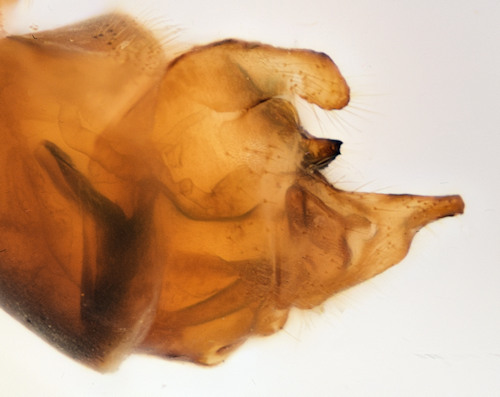 Tipula hortorum lateral