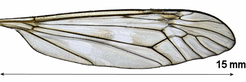 Tipula hortorum wing