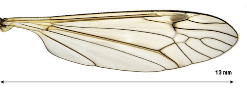 Tipula interserta wing
