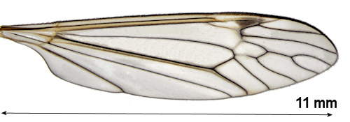 Tipula invenusta wing