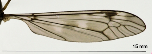 Tipula irrorata wing