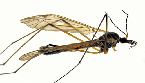 Tipula numbeculosa