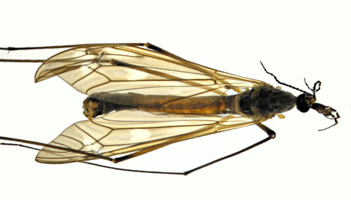 Tipula numbeculosa