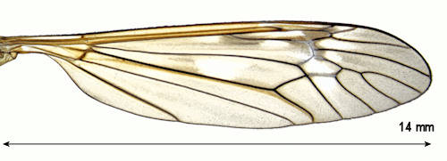 Tipula laccata wing