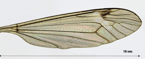 Tipula laetabilis wing