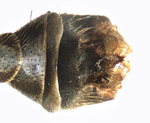 Limnophila schranki dorsal