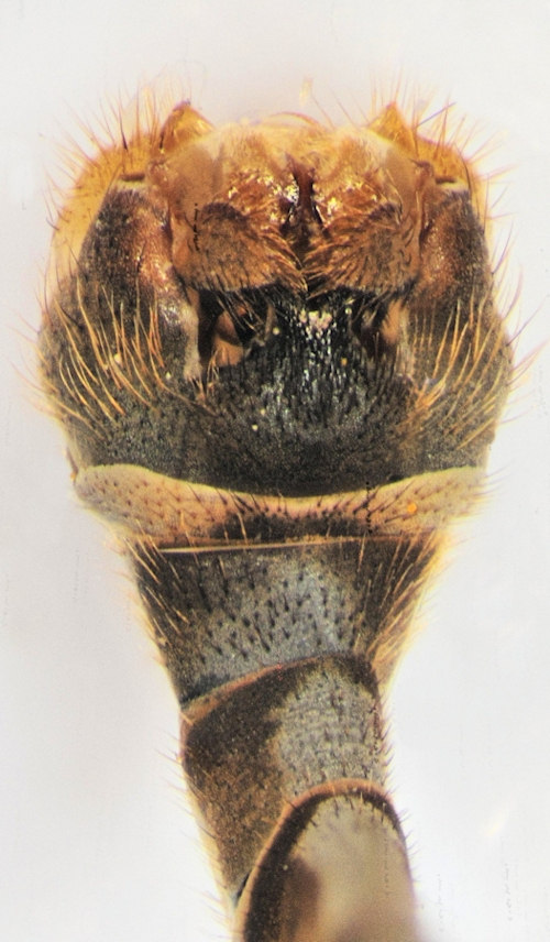 Limnophila schranki dorsal