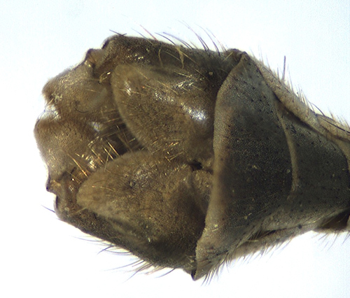 Limnophila schranki ventral