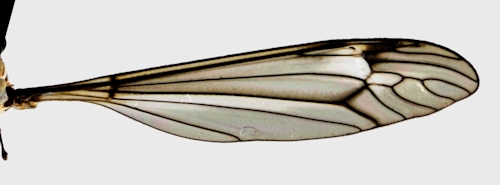 Tipula lateralis wing