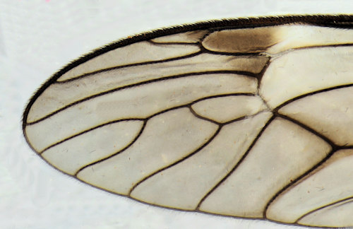 Tipula lateralis wing detail