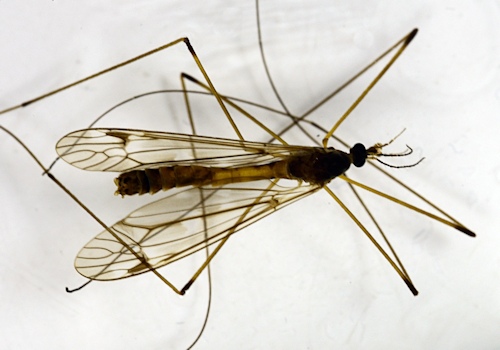 Tipula limbata