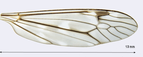 Tipula limbata wing